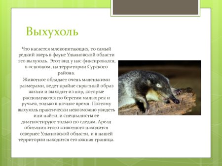 Красная книга Ульяновской области животных