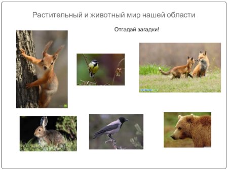 Растительный и животный мир Ульяновской области