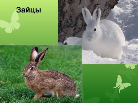Животный мир Ульяновской области
