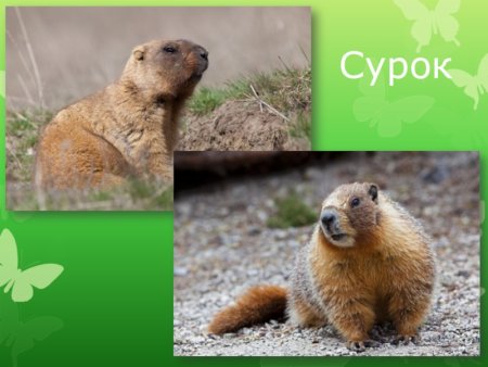 Проект про сурка