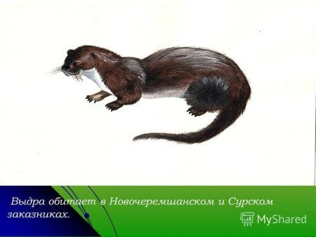 Животные красной книги Ульяновской области
