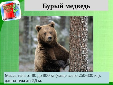 Красная книга Ульяновской области животных