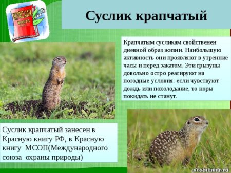 Красная книга России крапчатый суслик
