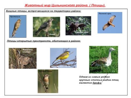Животный мир Ульяновской области