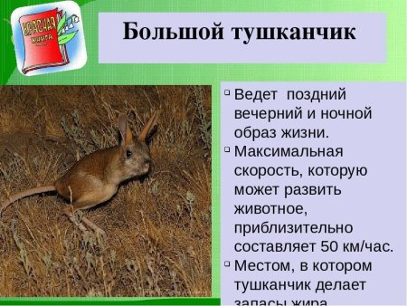 Животные и растения Ульяновской области занесенные в красную книгу