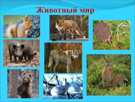 Животные Тамбовской области