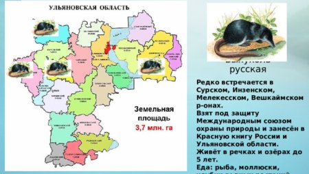 Красная книга Ульяновской области животных