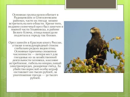 Животные и растения Ульяновской области занесенные в красную книгу