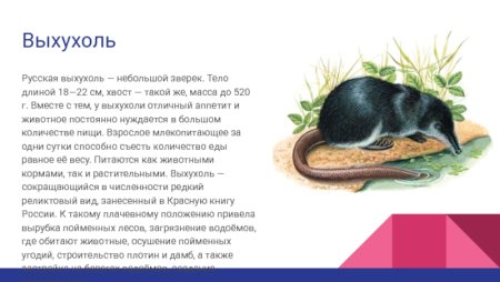 Выхухоль, ондатра, Речной бобер