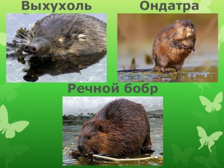 Краснокнижные птицы Ульяновской области