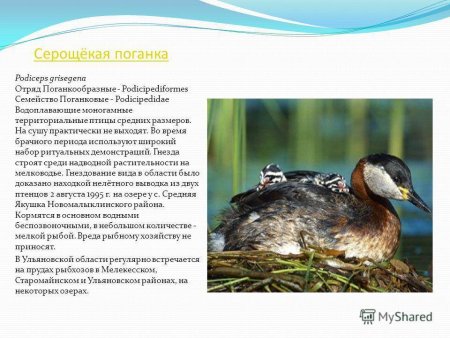 Животные Пензенской области занесенные в красную книгу