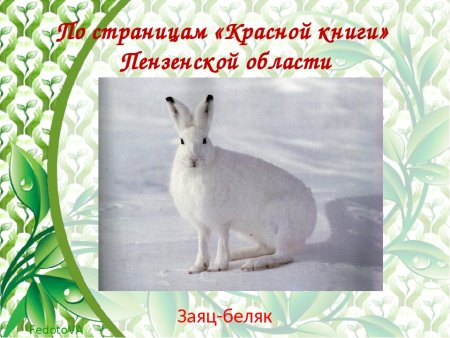 Животные Ивановской области