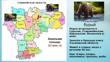 Обыкновенный еж красная книга ХМАО