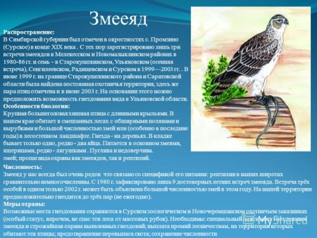 Рисунок на тему краснокнижные животные