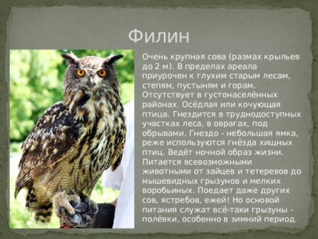 Животные Ульяновской области занесенные в красную книгу