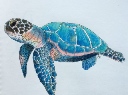 Рисование морская черепаха