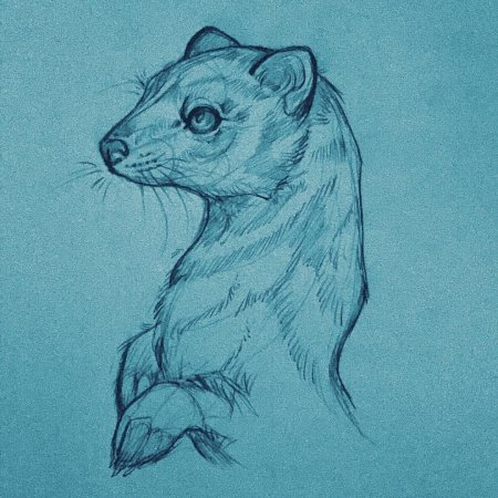 Арты животных карандашом