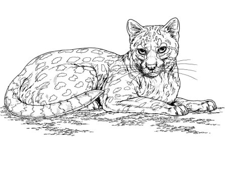 Раскраска Дикие кошки