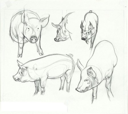 Скетчи животных