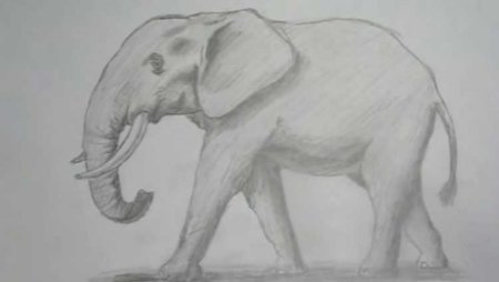 Техника рисования слона