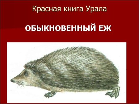 Животные Урала занесенные в красную книгу Свердловской области