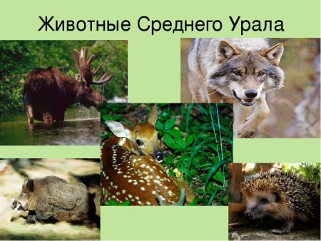 Животный мир Свердловской области