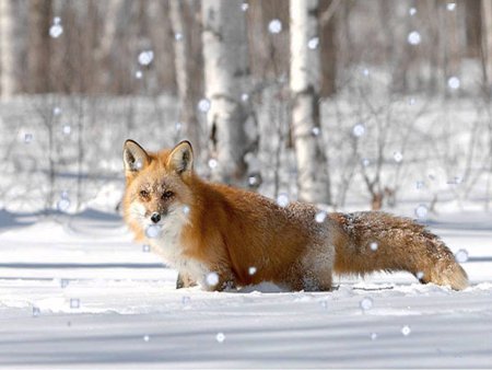 Дикие животные Урала