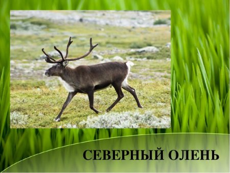 Животные красной книги Свердловской области