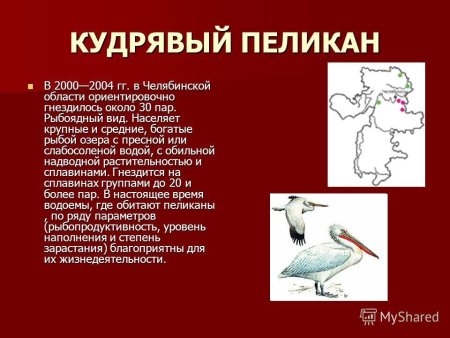 Красная книга Урала животные