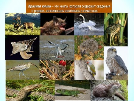 Животные Урала