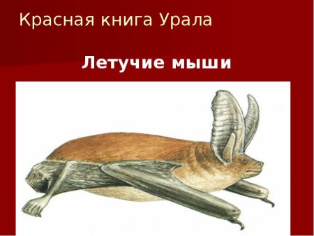 Белка цветными карандашами