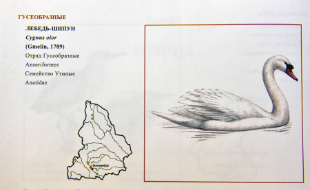 Рисунок лисы