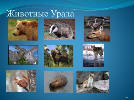 Растения и животные Южного Урала