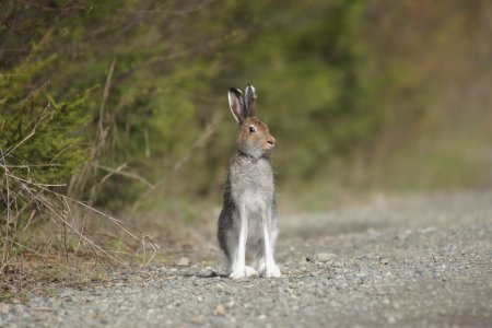 Животное Урала занесенные в красную книгу России