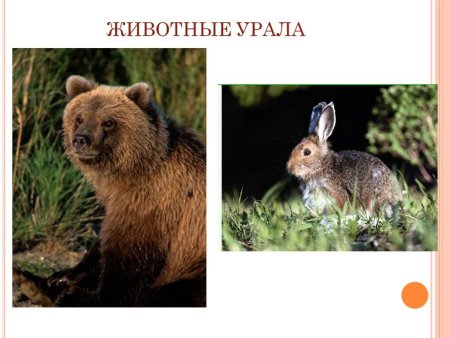 Животные Урала Свердловской области
