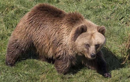 Животное красной книги Свердловской области