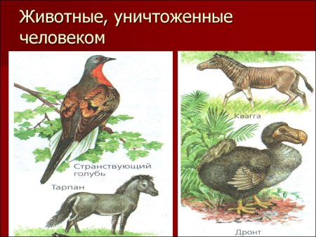 Красная книга Урала животные Свердловской области