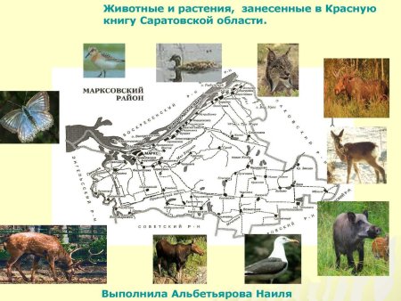 Редкие животные Свердловской области занесенные в красную книгу