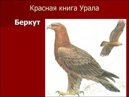 Животные Урала занесенные в красную книгу Свердловской области