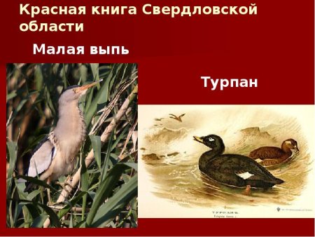 Растительный и животный мир Урала