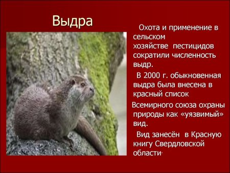 Большой тушканчик красная книга