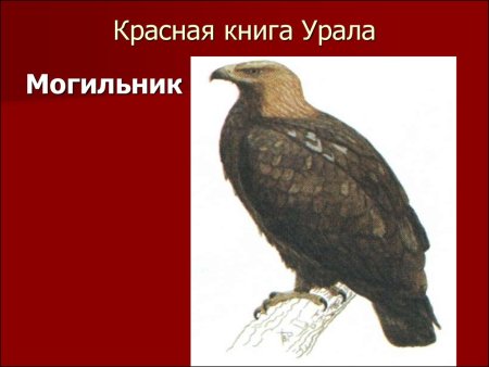 Красная книга Урала животные Свердловской области