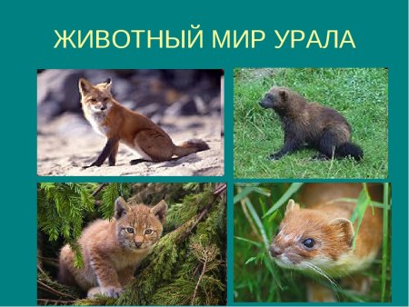 Животный мир Урала