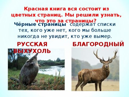 Рисунки Бобров