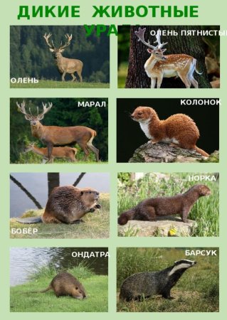 Раскраска "Дикие животные"