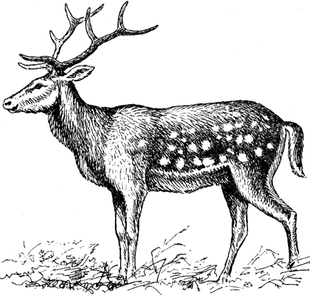 Северный олень красная книга