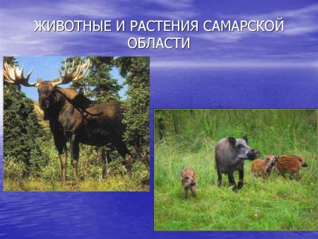 Природа Башкортостана рисунки