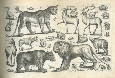 Старинные Гравюры животных