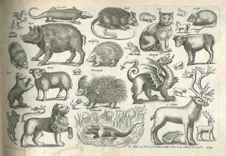 Старинные Гравюры животные