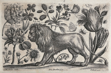 Старинные Гравюры животных Вацлав Холлар